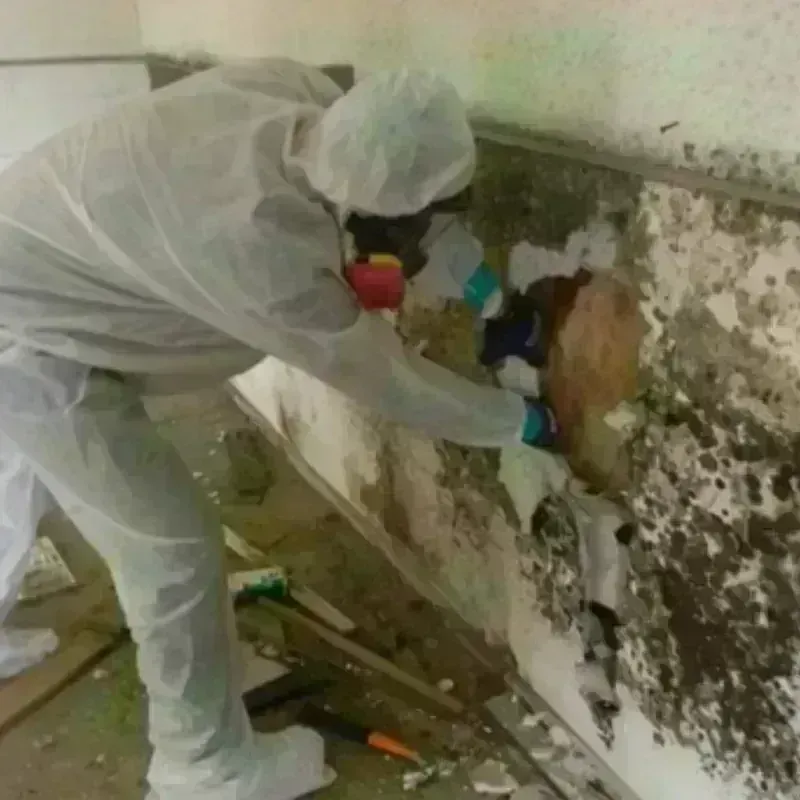 Mold Remediation and Removal in Rotonda West, FL